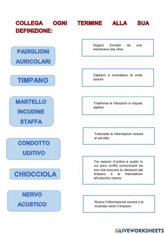 Funzioni delle PARTI dell'ORECCHIO