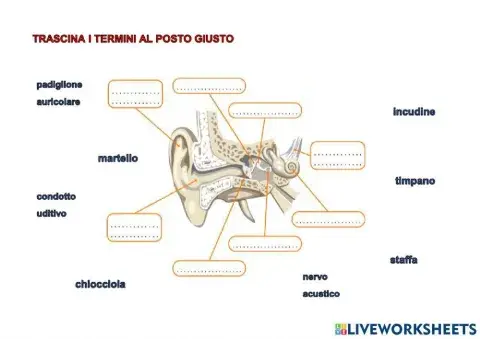 Le parti dell'orecchio