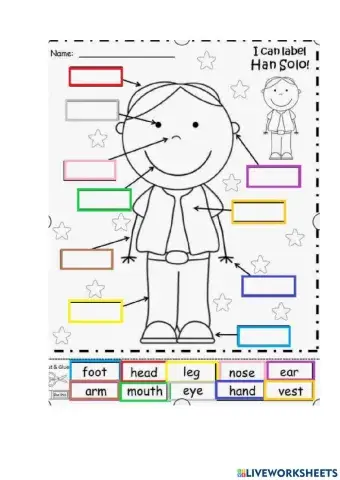 Partes del cuerpo en Inglés