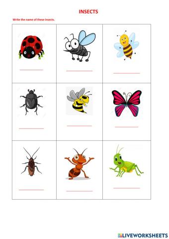 Insects