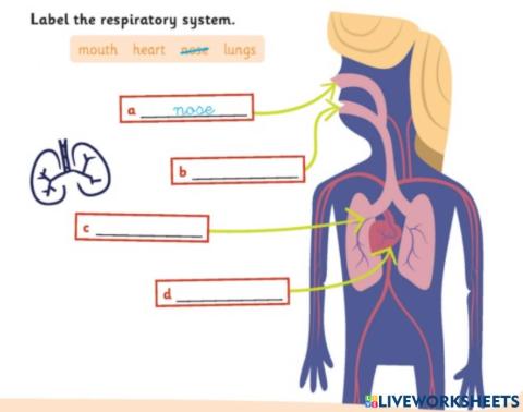 Respiratory system