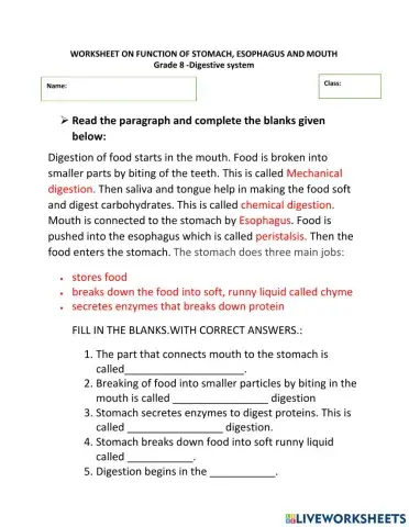 Function of mouth, esophagus and stomach