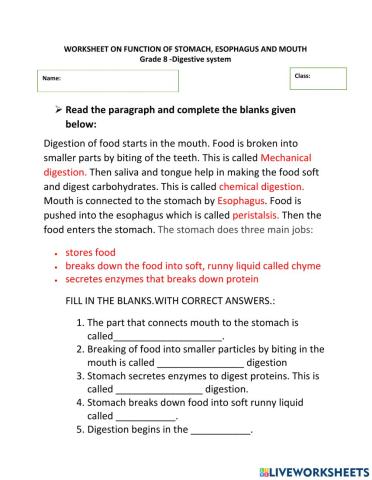 Function of mouth, esophagus and stomach