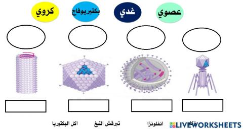 اشكال الفيروس