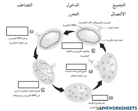 تكاثر الفيروس