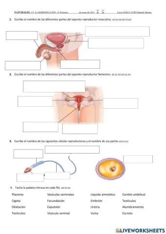 La reproducción humana