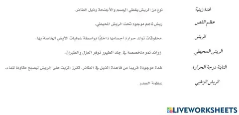 خصائص الطيور