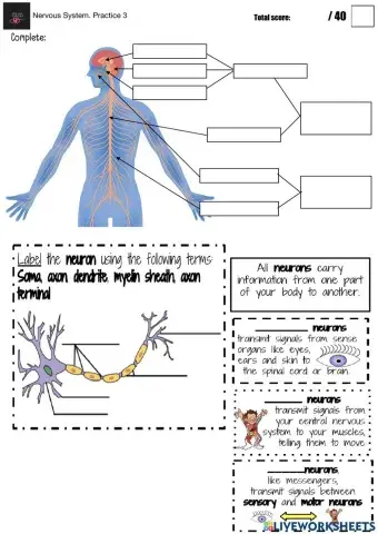 Nervous system Practice 3