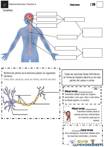 Sistema nervioso Practice 3