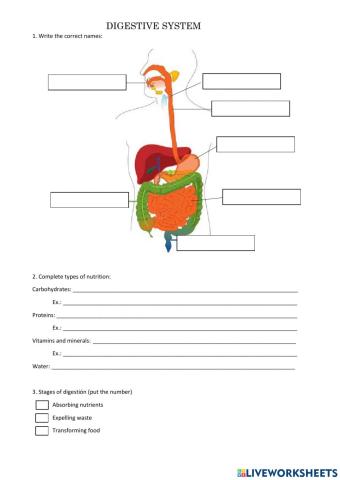 Digestive system
