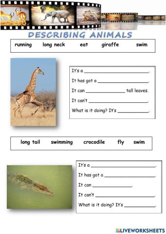 Describing animals