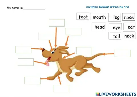 Match word to part of the body