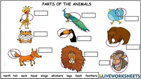 Parts of the animals