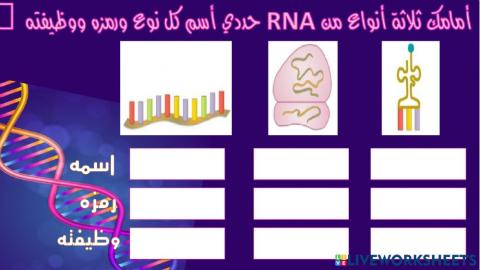 أنواع rna
