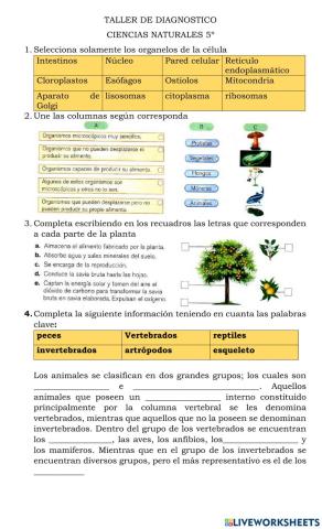 Taller de diagnostico ciencias 5º