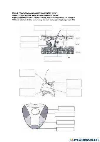 Struktur kulit, hidung dan lidah