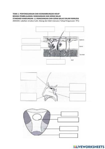 Struktur kulit, hidung dan lidah