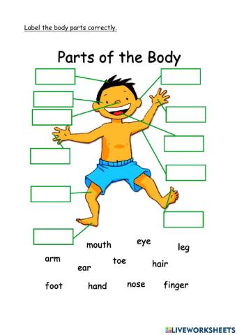 Parts of the Body
