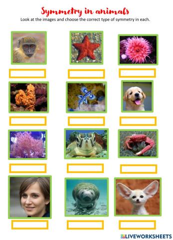 Symmetry in animals
