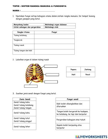 Sistem rangka manusia