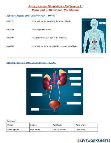 Kidneys and excretory system