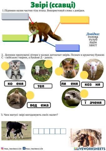 Звірі (ссавці)