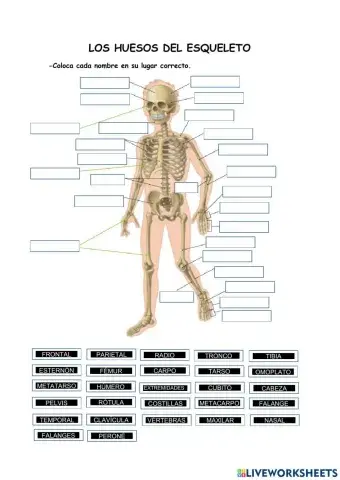 Los huesos del esqueleto