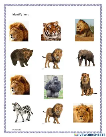 Identify lions
