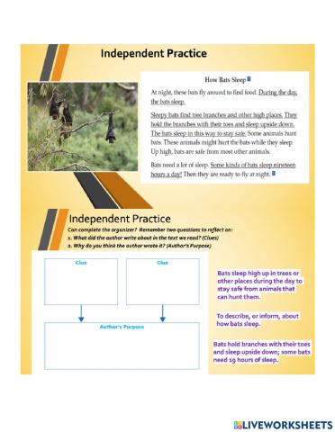 Author's Purpose: Bats