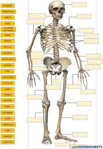 Huesos - esqueleto