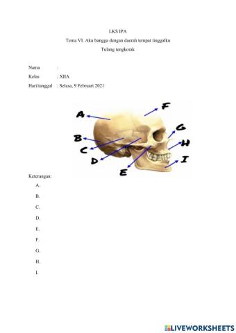Tulang rangka kepala