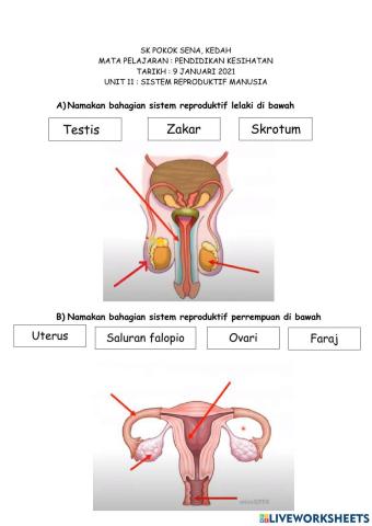 Sistem Reproduktif Manusia