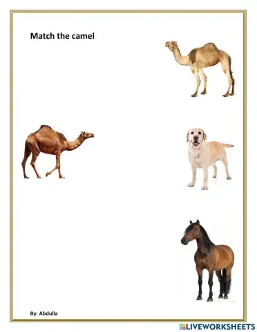 Match camel