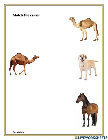 Match camel