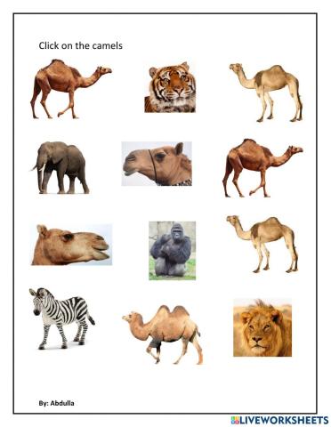Identify camels