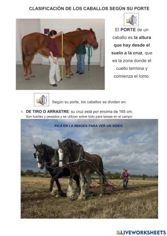 Tipos de caballos según su PORTE