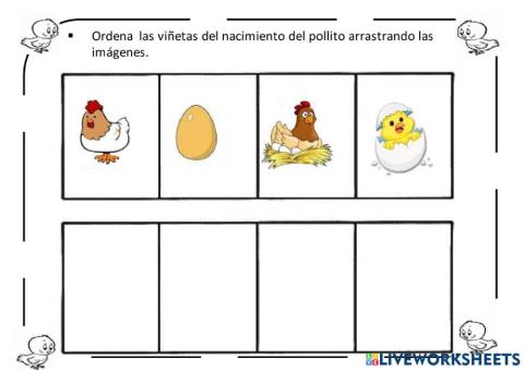 Nacimiento de un pollito