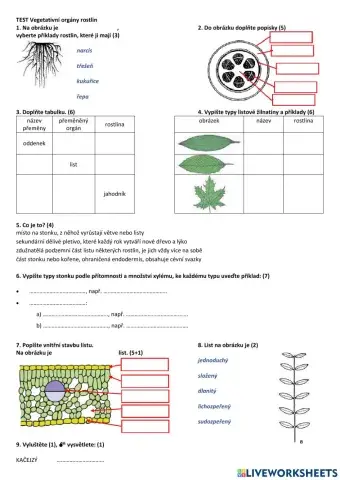 Vegetativní orgány rostlin