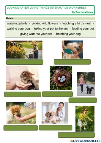 Looking after living things