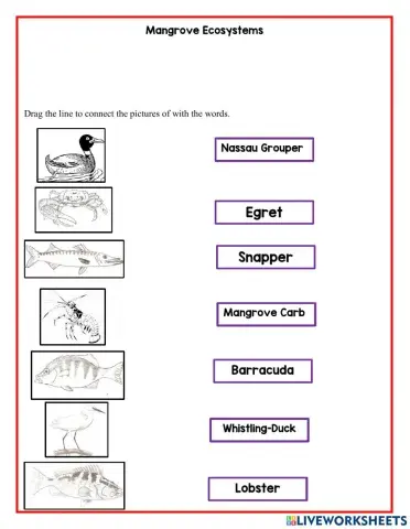 Four Kinds of Mangroves