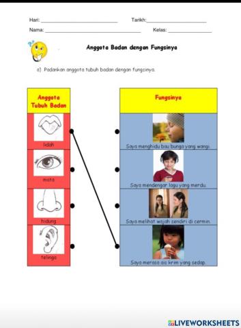 Fungsi bahagian muka