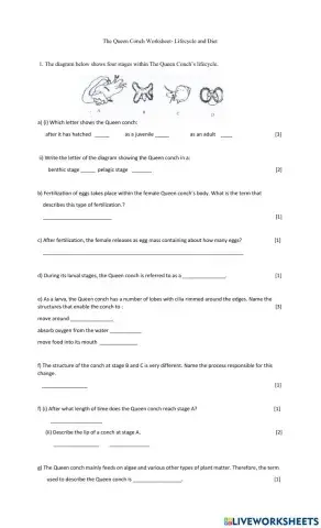 Queen Conch Worksheet