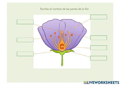 Partes de la flor