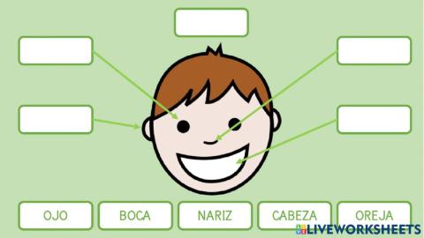 Partes de la cara