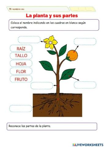 Las plantas y su clasificación