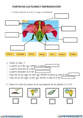 Las partes de la flor
