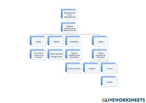 Reproducción de las Angiospermas Esquema