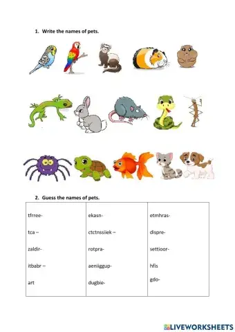 Pets-vocabulary
