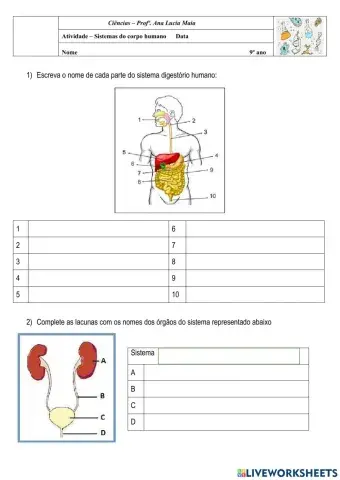 Sistemas do corpo humano