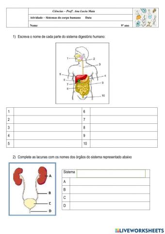 Sistemas do corpo humano